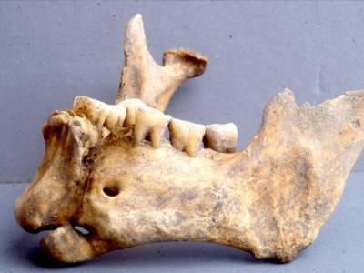 Нижняя челюсть византийского воина была скреплена металлической проволокой