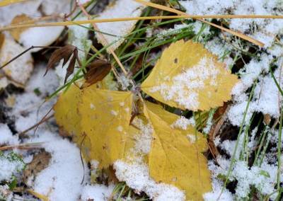 Синоптики рассказали, когда в Смоленской области может пойти первый снег