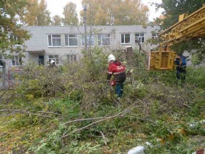 132 аварийных дерева спилили в Ульяновске