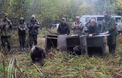 Трех медвежат вернули на родину в Костромскую область тверские биологи