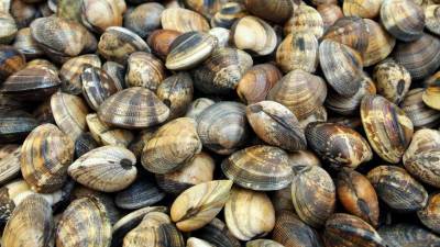 Шторм усыпал пляжи Кунашира моллюсками