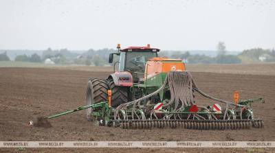 Озимые зерновые в Беларуси посеяли на 82% площадей