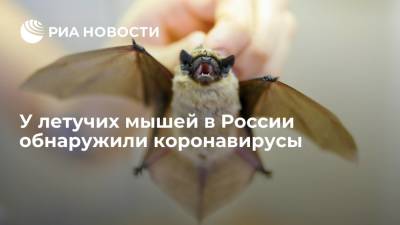 Эксперт Роспотребнадзора Сперанская заявила, что у летучих мышей в РФ выявили коронавирусы