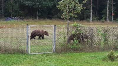 Жителей Валкского края Латвии терроризируют бесстрашные медведи