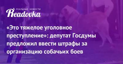 «Это тяжелое уголовное преступление»: депутат Госдумы предложил ввести штрафы за организацию собачьих боев