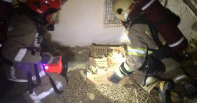 В Львовской области на птицефабрике сгорели 30 тысяч цыплят