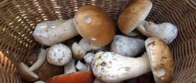 Украинцам показали цены на грибы в разных регионах