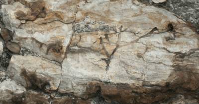 Древнее первых животных на Земле. Ученые выяснили, кому принадлежат окаменелые норы в Австралии