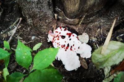 В Волгоградской области найдены редкие виды грибов