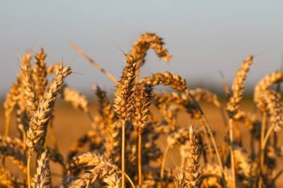 На экспорт ушло более 14,5 млн т украинского зерна