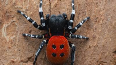 В Киеве обнаружили ядовитого тропического паука (ФОТО)