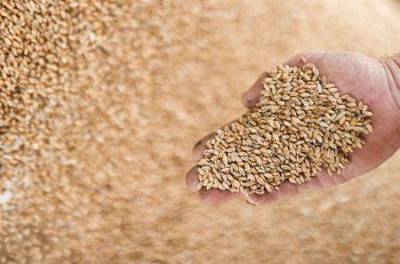 Сев озимой пшеницы в РФ под урожай 2022 года может оказаться ниже прогнозов