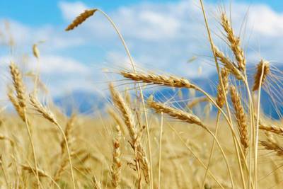 Экспортные цены на пшеницу РФ продолжают рост вслед за мировыми