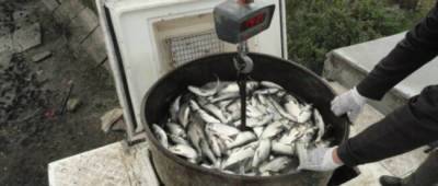 В водоемы Славянской ТЭС запустили почти 300 тысяч мальков рыб