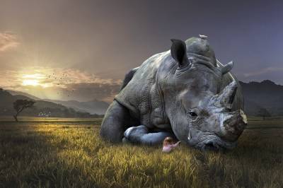 Ученые назвали деятельность человека главной причиной вымирания носорогов
