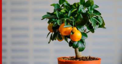 Сад на подоконнике: шесть плодоносящих растений, которые легко вырастить дома