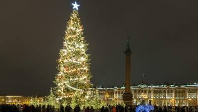 Большинство петербуржцев выбрали настоящую новогоднюю ёлку на Дворцовой