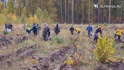В Ульяновской области высаживают новые леса