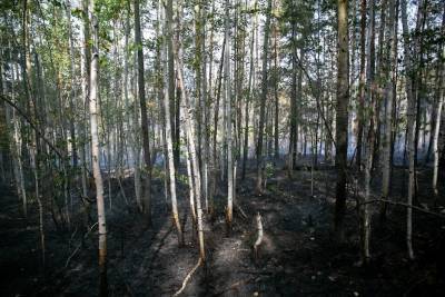 В лесу Ленобласти нашли тело девушки без глаз