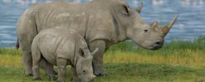 Основной причиной вымирания носорогов названа человеческая деятельность