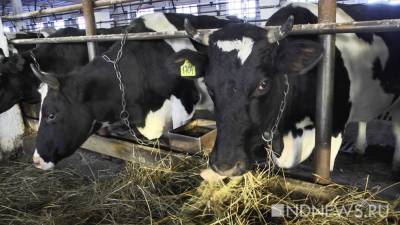 Каждой корове по 10 тысяч: в связи с засушливым летом фермерам выделят компенсации