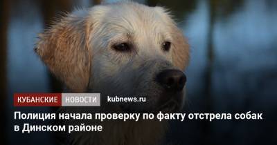 Полиция начала проверку по факту отстрела собак в Динском районе