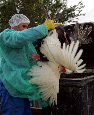 В Тюменской области зафиксирован еще один очаг птичьего гриппа
