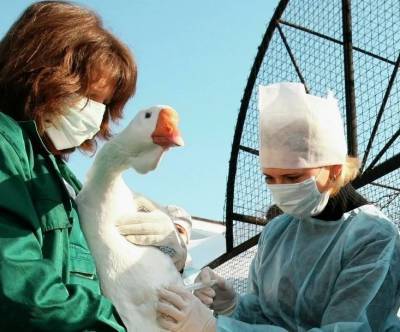 Еще в одном районе Тюменской области ввели карантин по птичьему гриппу