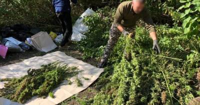В Сумской области полицейские нашли плантацию конопли на сумму около трех миллионов