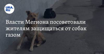 Власти Мегиона посоветовали жителям защищаться от собак газом