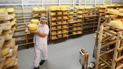 В Подмосковье откроют новый сырный завод