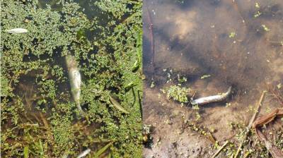 Власти прокомментировали ситуацию с замором рыбы в притоке Дона в Воронежской области