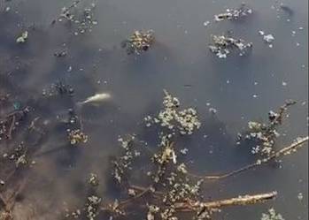 Экологический инспектор проверил сигнал о сбросе в воронежскую реку сточных вод и гибели рыбы