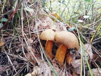 В Волгоградской области многодетная семья отравилась грибами из-за плохой готовки