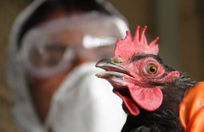 Госпродпотребслужба: в Украине — высокий риск занесения птичьего гриппа
