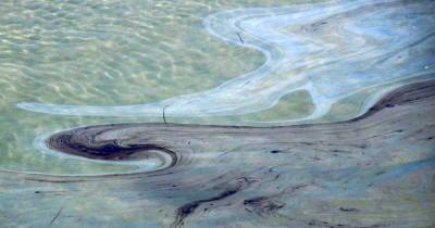 У берегов Калифорнии масштабный разлив нефти, массово гибнут рыбы и птицы: фоторепортаж