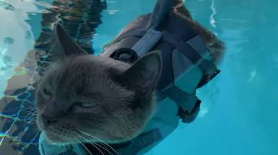 Пушистая акула! Кот в милом костюмчике искупался и стал звездой YouTube (Видео)