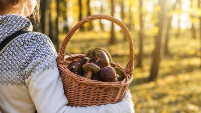 Грибное сафари открыли в Воронеже в октябре 2021 года: в лесу можно собрать до 20 кг грибов