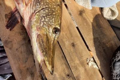 В Тверской области рыбак поймал большую щуку