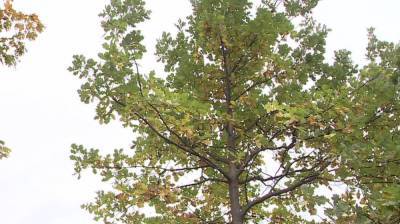 Деревья из отданного под вырубку яблоневого сада «переехали» на новые места в Воронеже