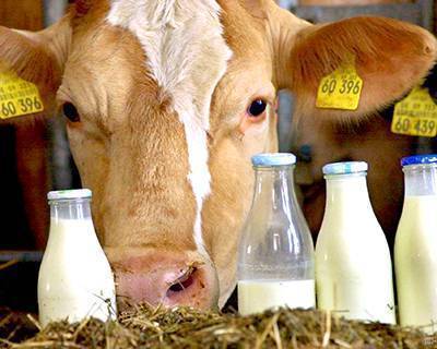 Новые технологии в производстве молока