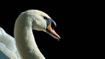 Лебединая семья погибла на озере под Челябинском из-за туристов, приносившим птицам хлеб