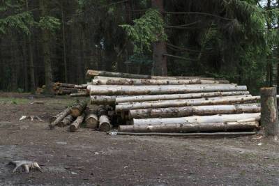 Трое жителей Бурятии спилили лес на 730 тысяч рублей