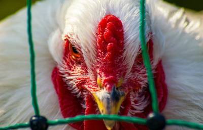 Управление Россельхознадзора приняло участие в межрегиональных учениях по профилактике высокопатогенного гриппа птиц