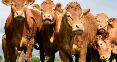Разведение мясных коров в ЕС станет более экологичным