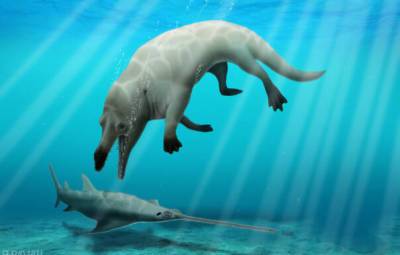 В Египте ученые нашли останки дельфина с ногами