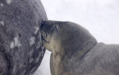 Возле станции Академик Вернадский в Антарктиде на свет появились маленькие тюлени (ФОТО)