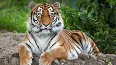 В Московском зоопарке поселился гибрид амурского и суматранского тигров