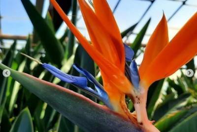 В Волгоградском ботаническом саду распустилась уникальная «жар-птица»