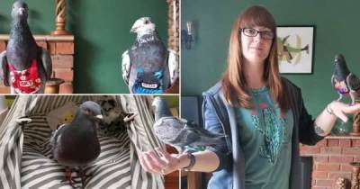 Девушка тратит 4000 фунтов стерлингов в год на домашних голубей